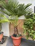Віялова пальма Trachycarpus 1,5 м