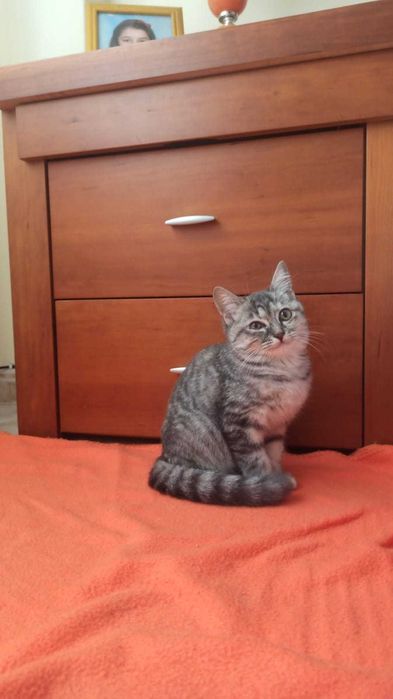 Gata bebé para adoção consciente