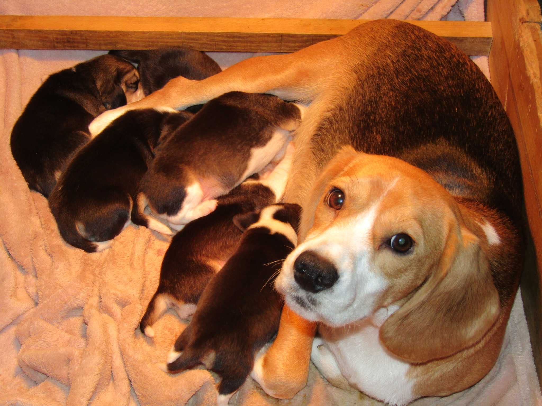 Fêmea Beagle Tricolor de Qualidade Porte Pequeno.