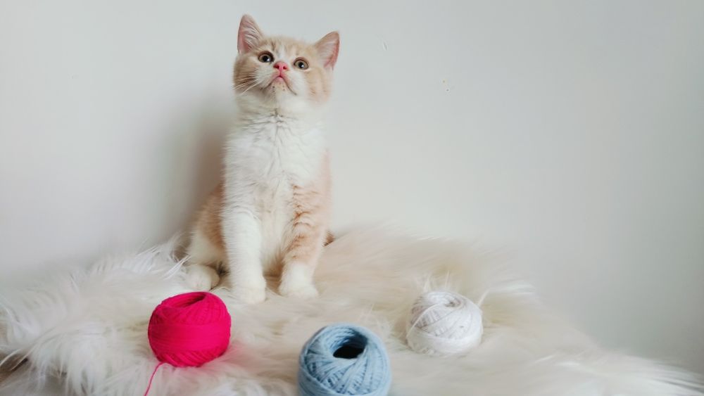 Kocięta Szkockie. Kocurek Biało rudy. Rodowód