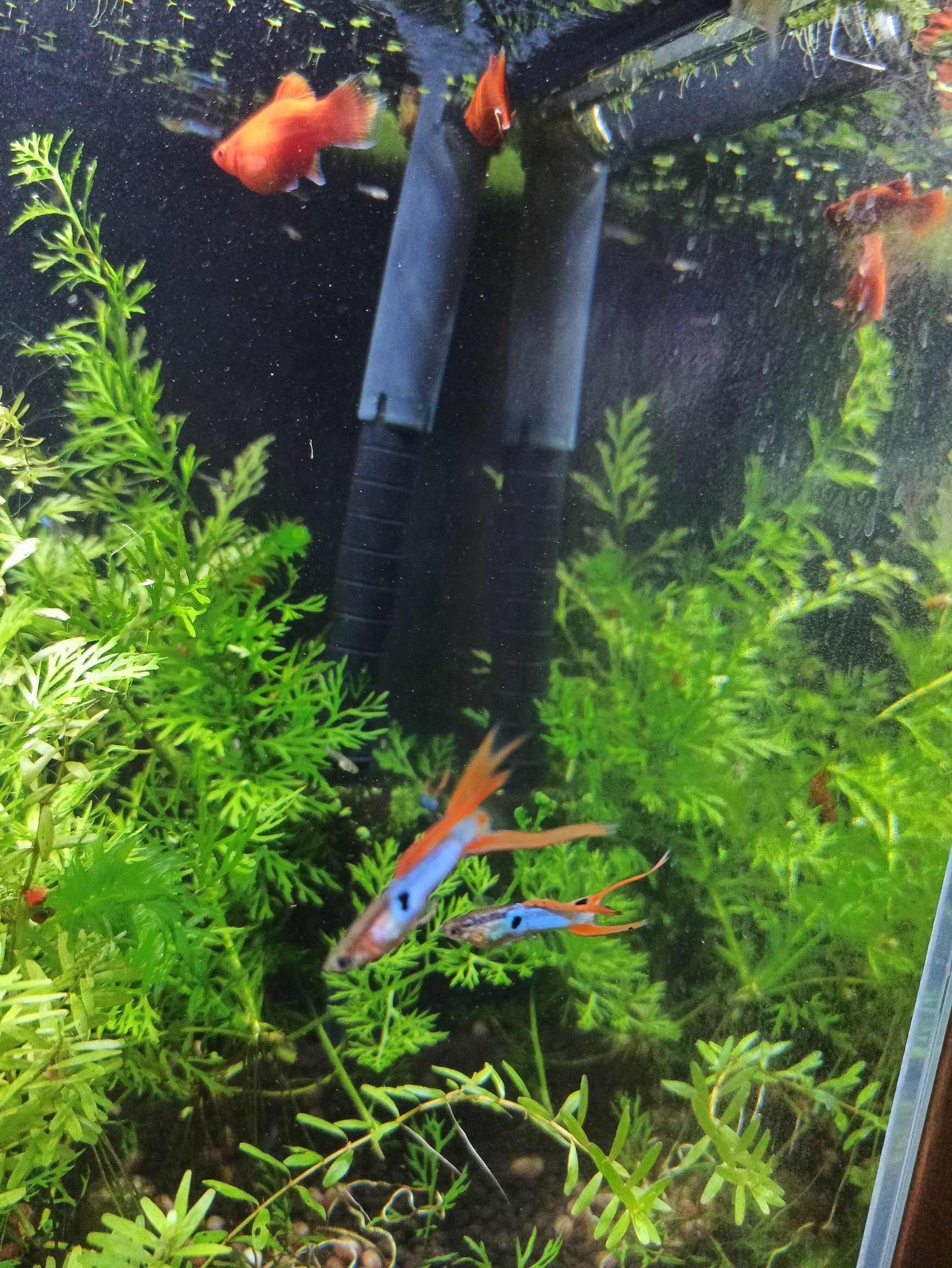 Gupik blue dwumiecz para