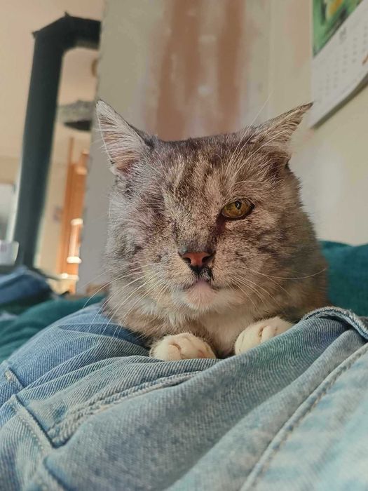 Koci sebior szuka domku