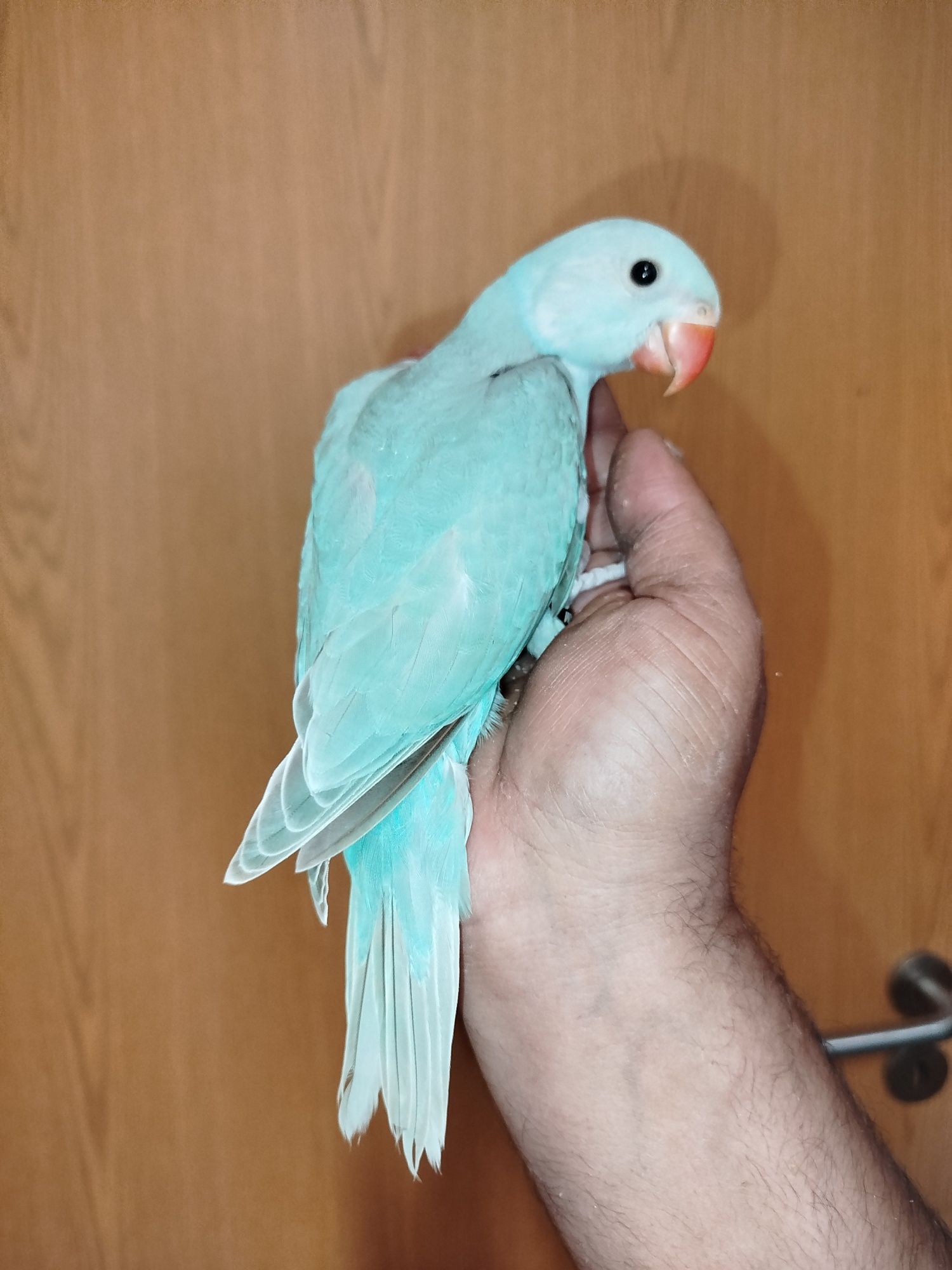 Ring necks criados à mão