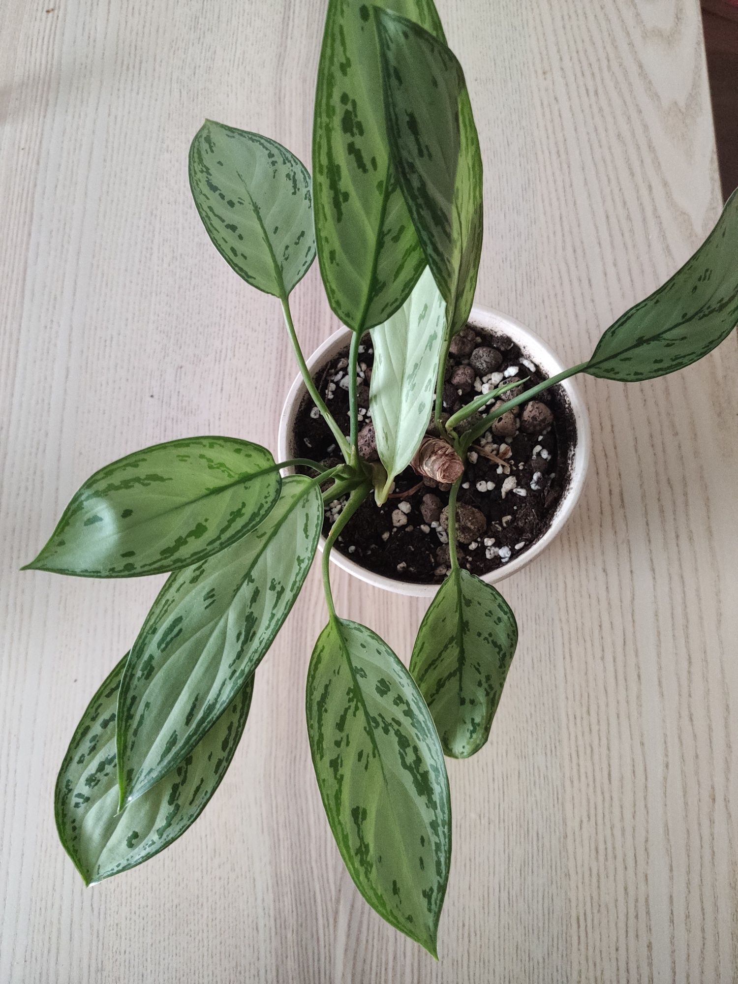 Zamienię opuncje, dracenę lucky bamboo i aglaonemę