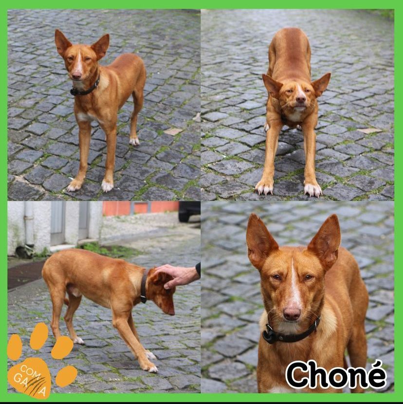 Cachorro caopanheiro cerca de 1 ano