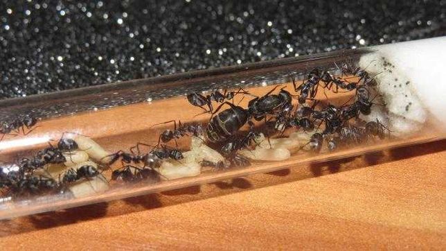 Муравьи Camponotus dolendus и формикарий на заказ