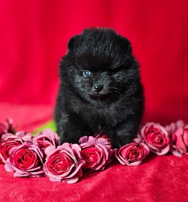 Czarny szpic miniaturowy pomeranian !!! Typ Misia!