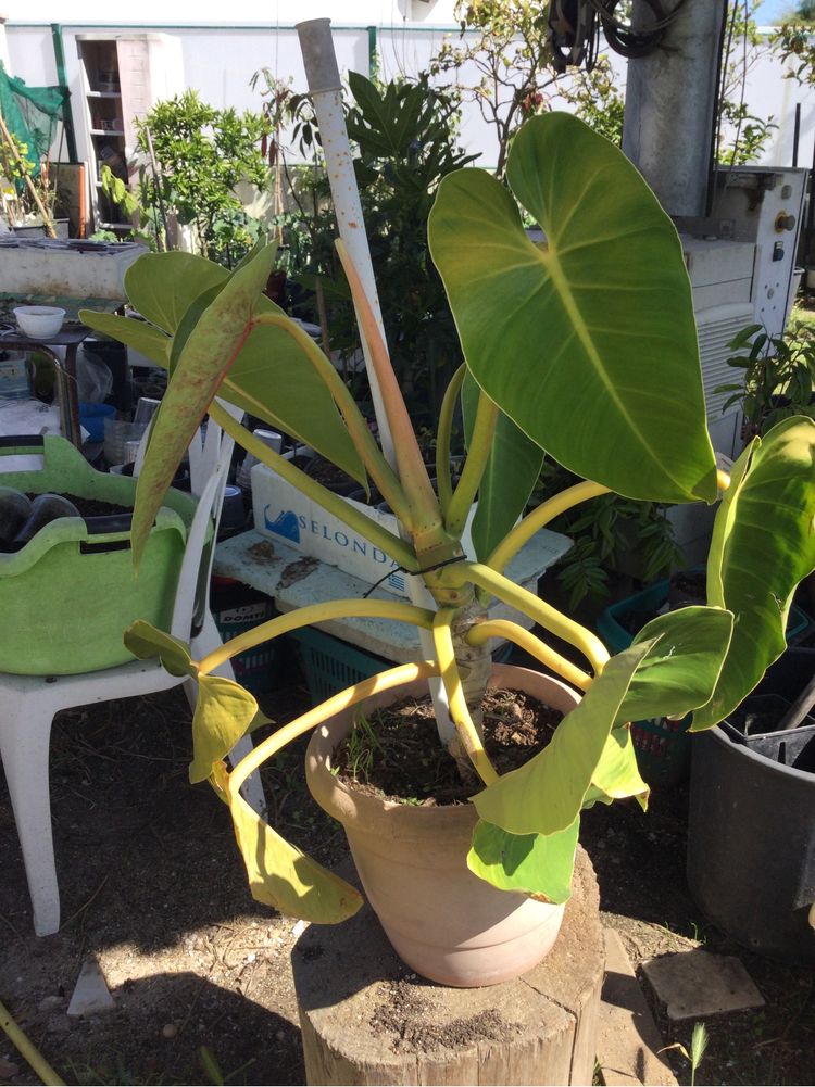 Vendo planta de interior