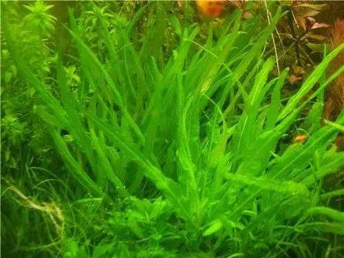 Гигрофила Кринклед. Аквариумные растения