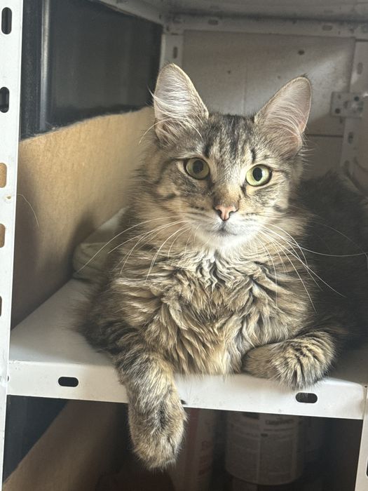 Котик в добрі руки