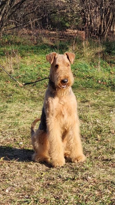 Airedale Terrier ZKwP FCI