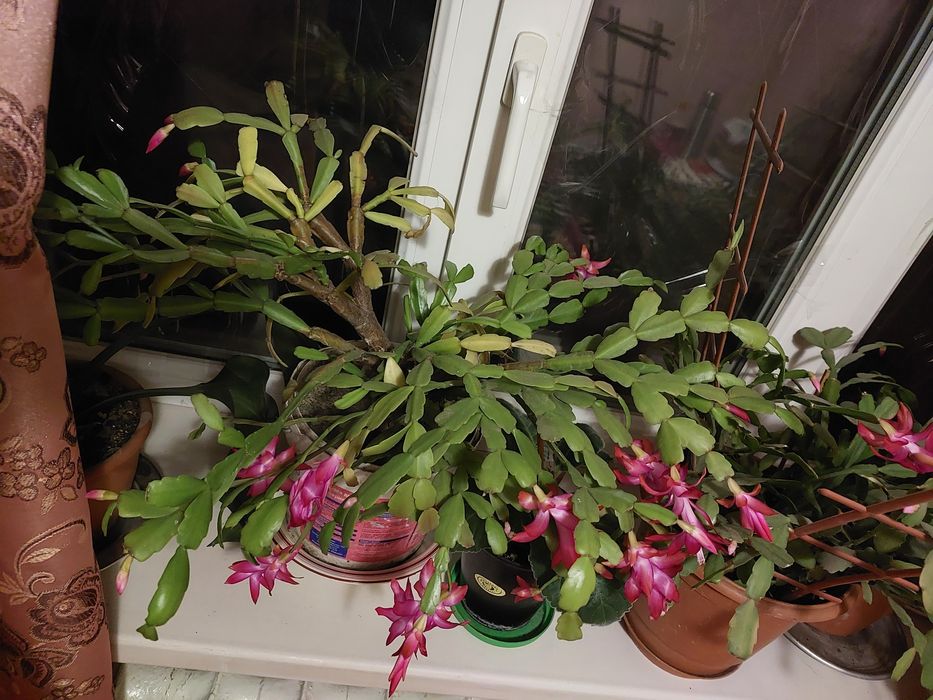 Рождественник декабрист Шлюмбергера