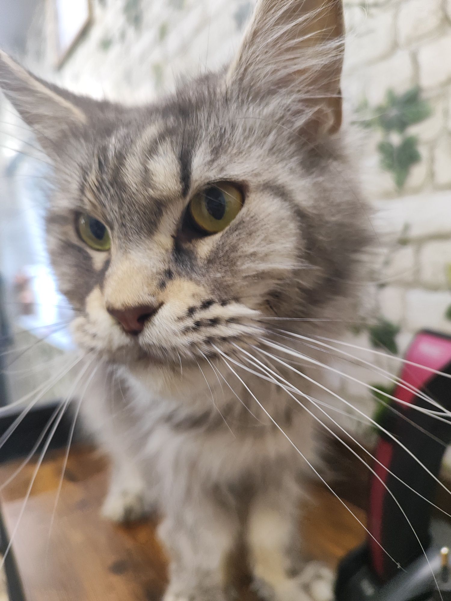 Maine Coon kotka