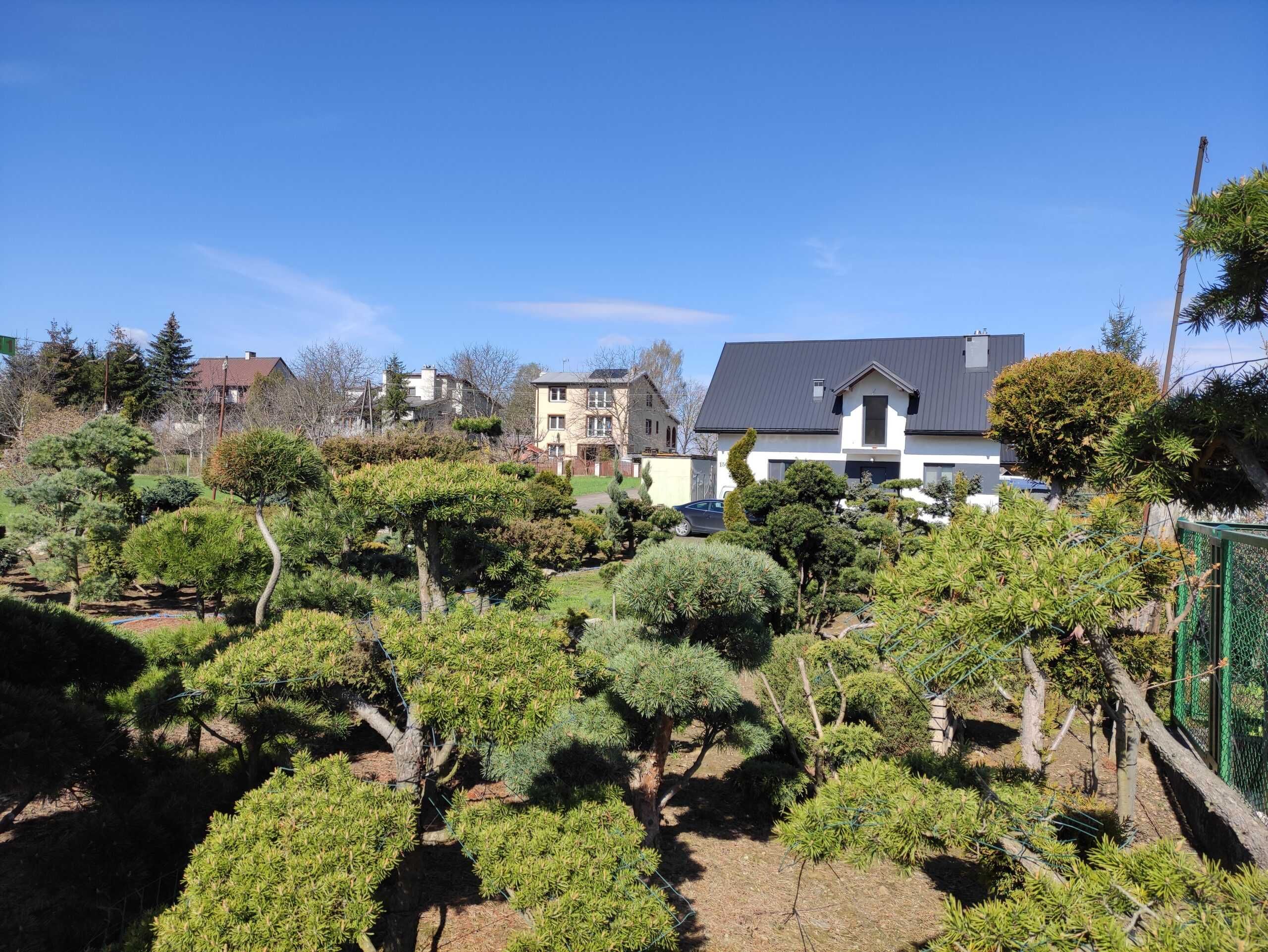 Pietraszewski rośliny i krzewy ogrodowe, formowane Bonsai Sosna Cyprys