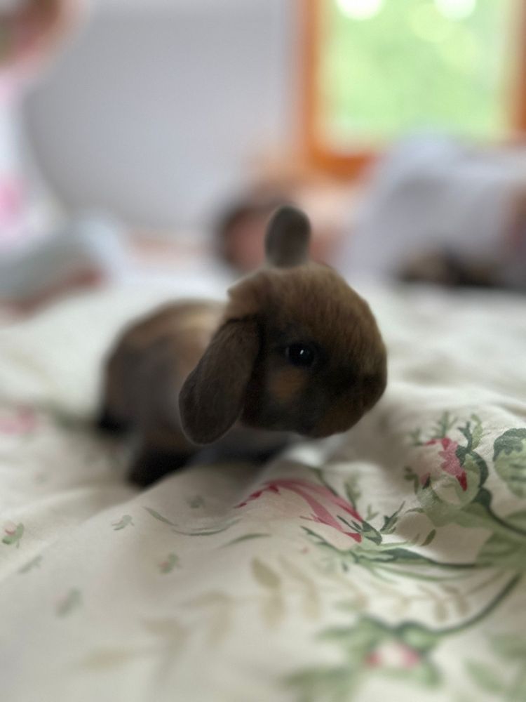 Kroliczki mini lop