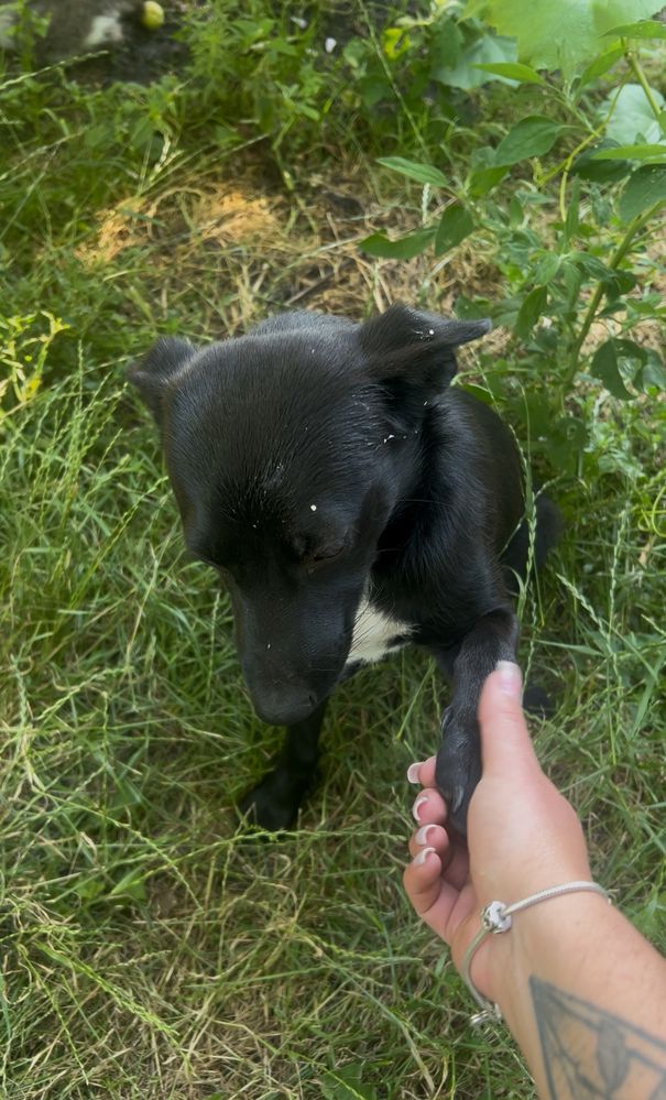 Віддам у добрі руки