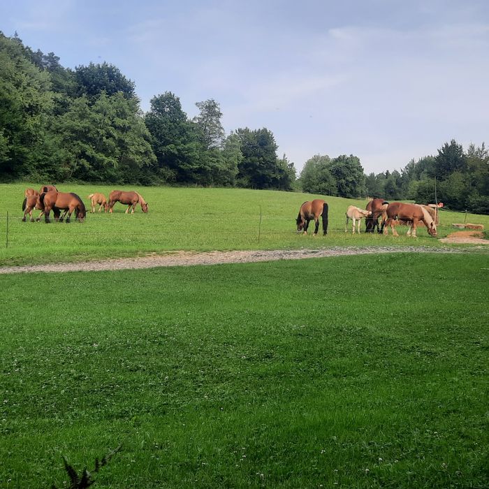 Sprzedam  odsady PKZ.