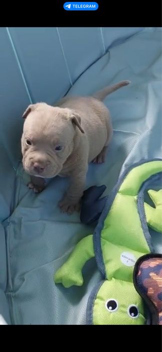 Американський Буллі