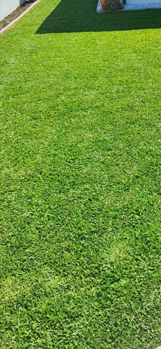 Graminha brasileira (VENDEMOS UMA SOLUÇÃO)