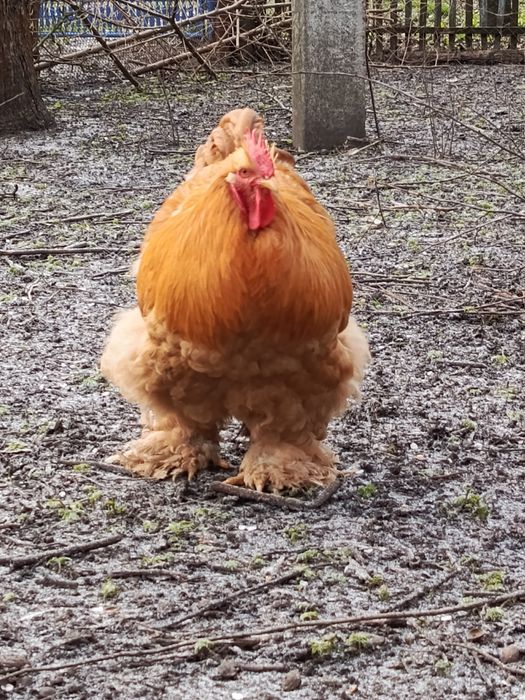 Кохенхін палевий,когут ,півень.