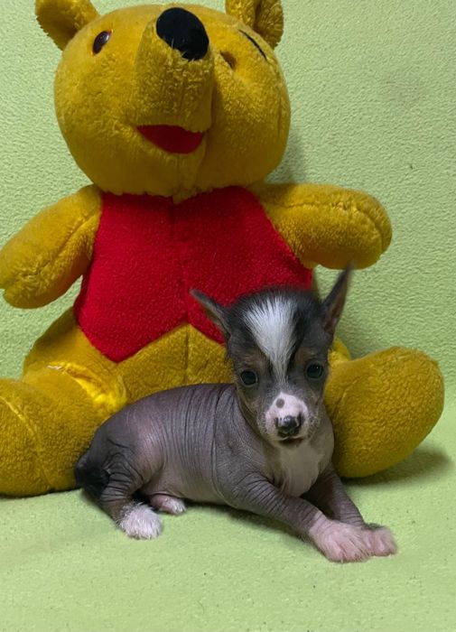 Chiński Grzywacz AUTENTYCZNIE NAGA SUCZKA z dokumentami ZKwP