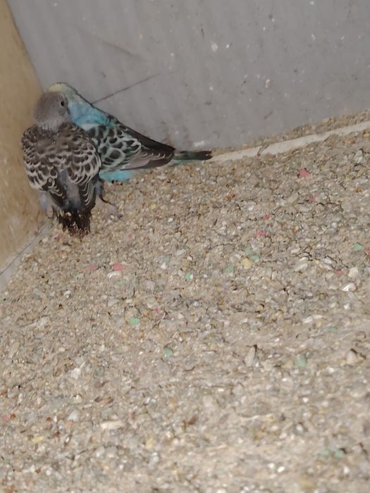 Periquitos para venda