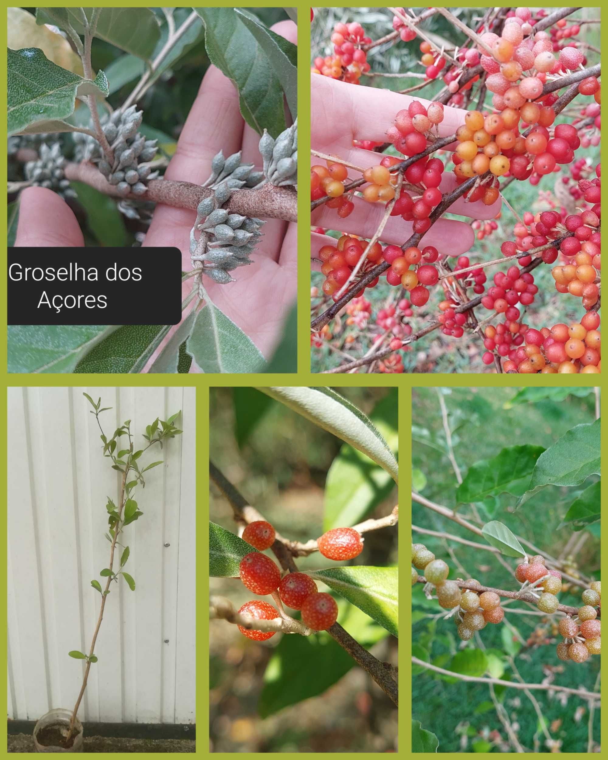 Groselha dos Açores