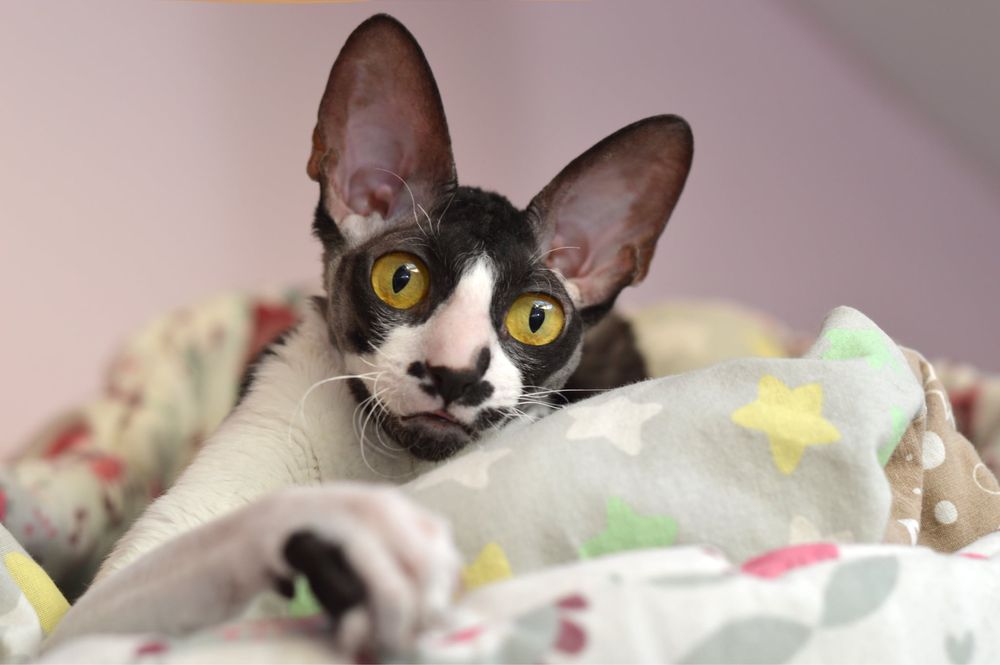 Cornish Rex- wspaniała Koteczka Jeynes