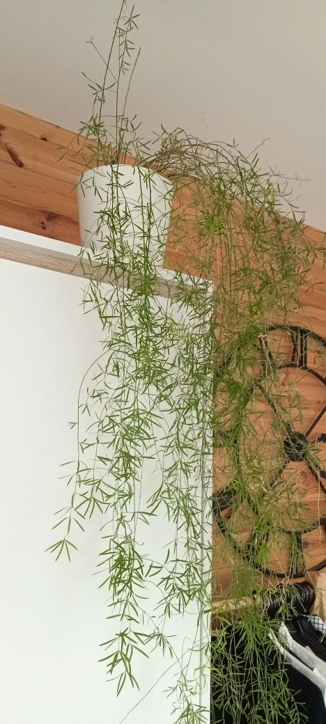 Asparagus  szparag gęstokwiatowy