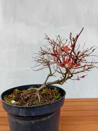 Bonsai prebonsai piękny przebarwiających się krzew