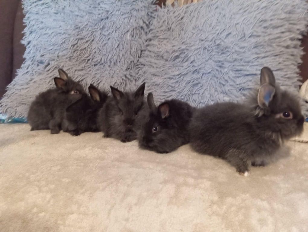 Króliki miniaturki mini lop
