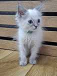Kotka kocurek Ragdoll