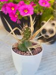 Кактус Tephrocactus articulatus
