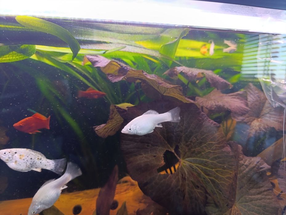 Molinezja biała żaglopłetwa