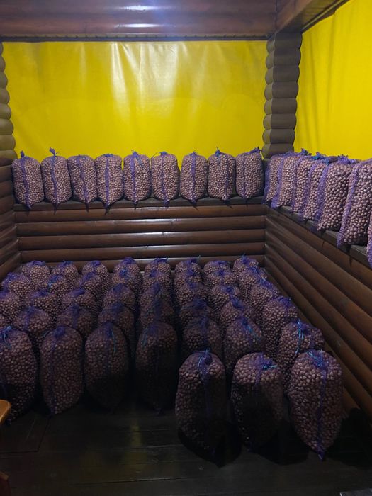 Продам горіхи крупноплідного фундука.