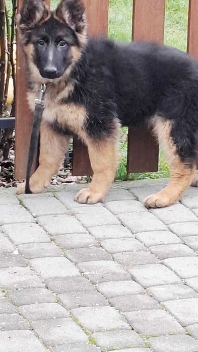 owczarek  niemiecki suczka