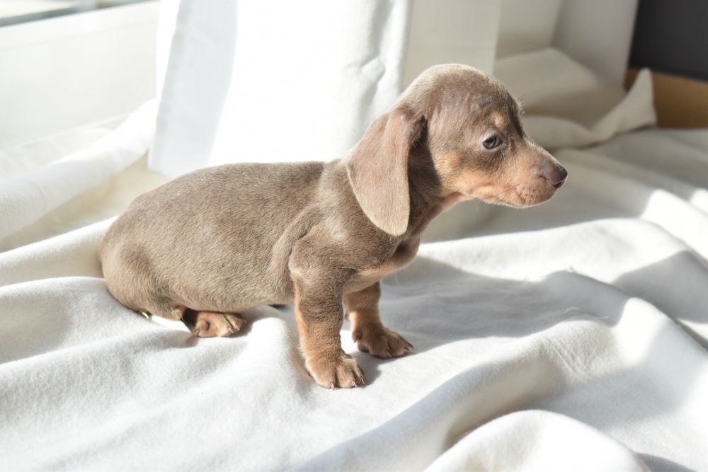 Teckel miniatura Lilac Tan femea