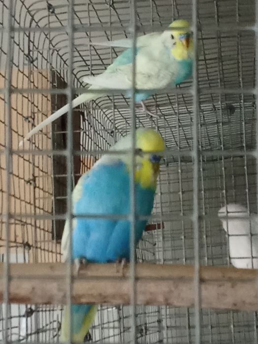 Periquitos machos