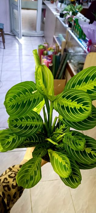 Продам Маранту Лемон