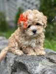 Wyselekcjonowana Dziewczynka  Maltipoo