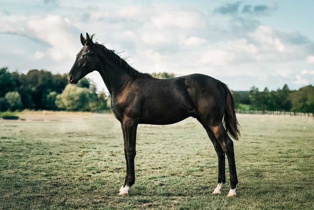 Ogierek prospekt ujeżdżeniowy kary malowany
