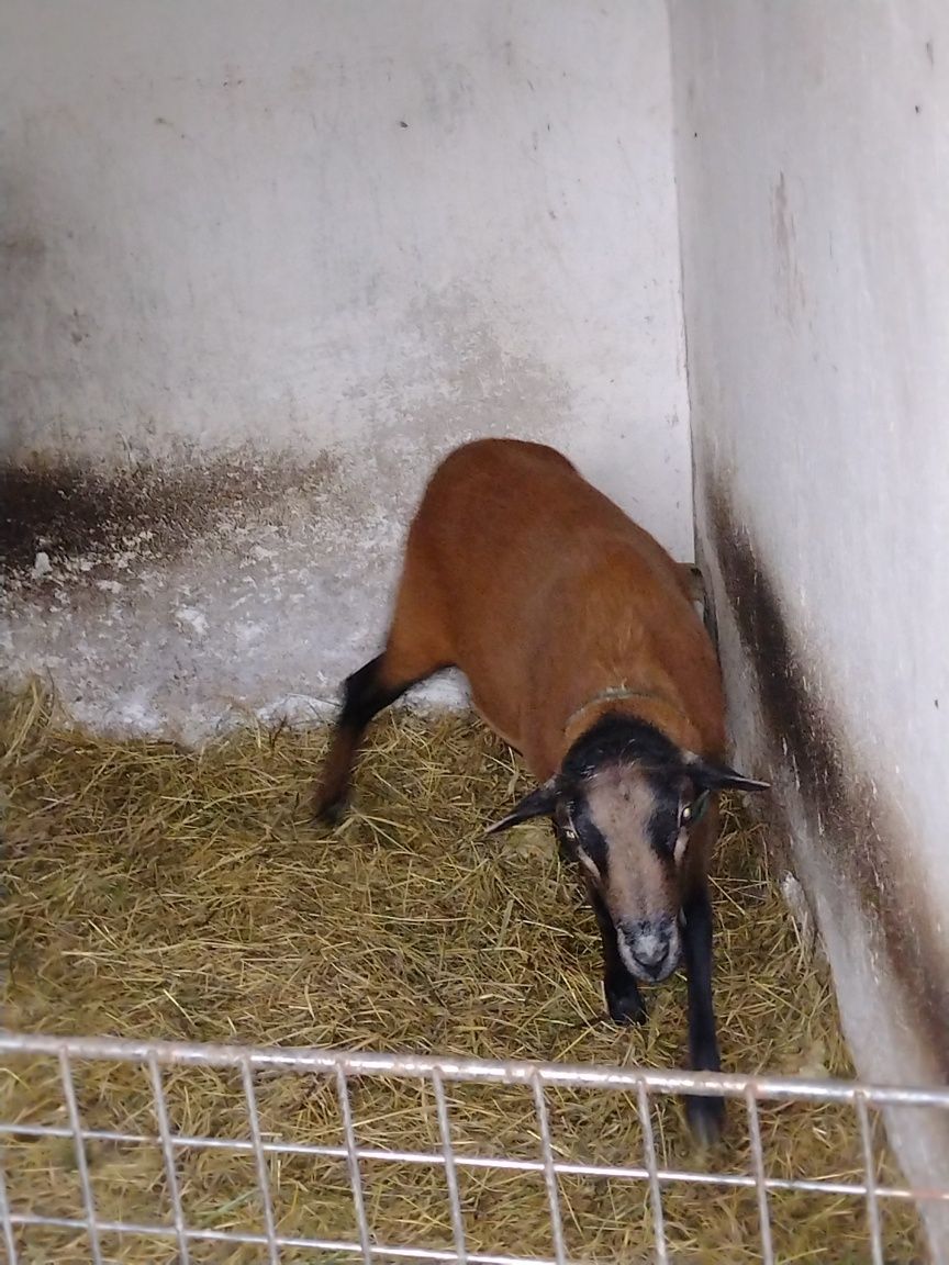 Baran barbados młody