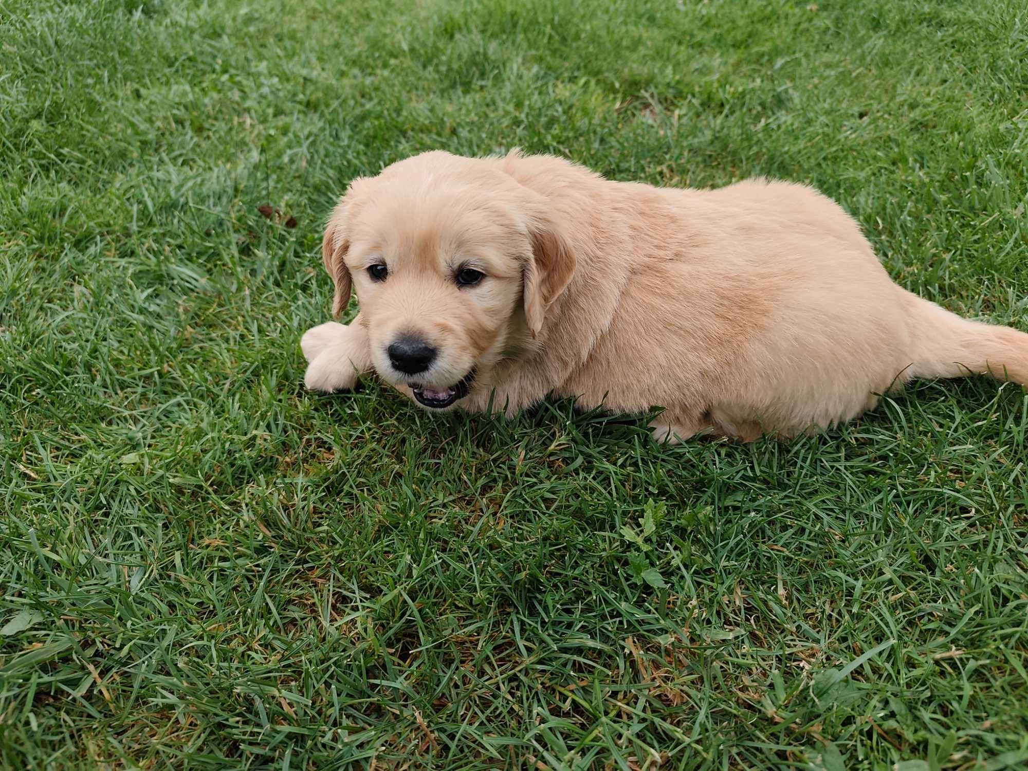 Golden Retriever