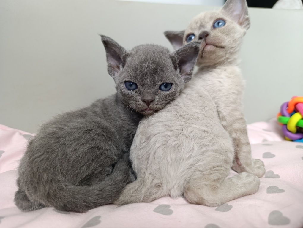 Kotka Devon rex point niebieski rodowód FPL