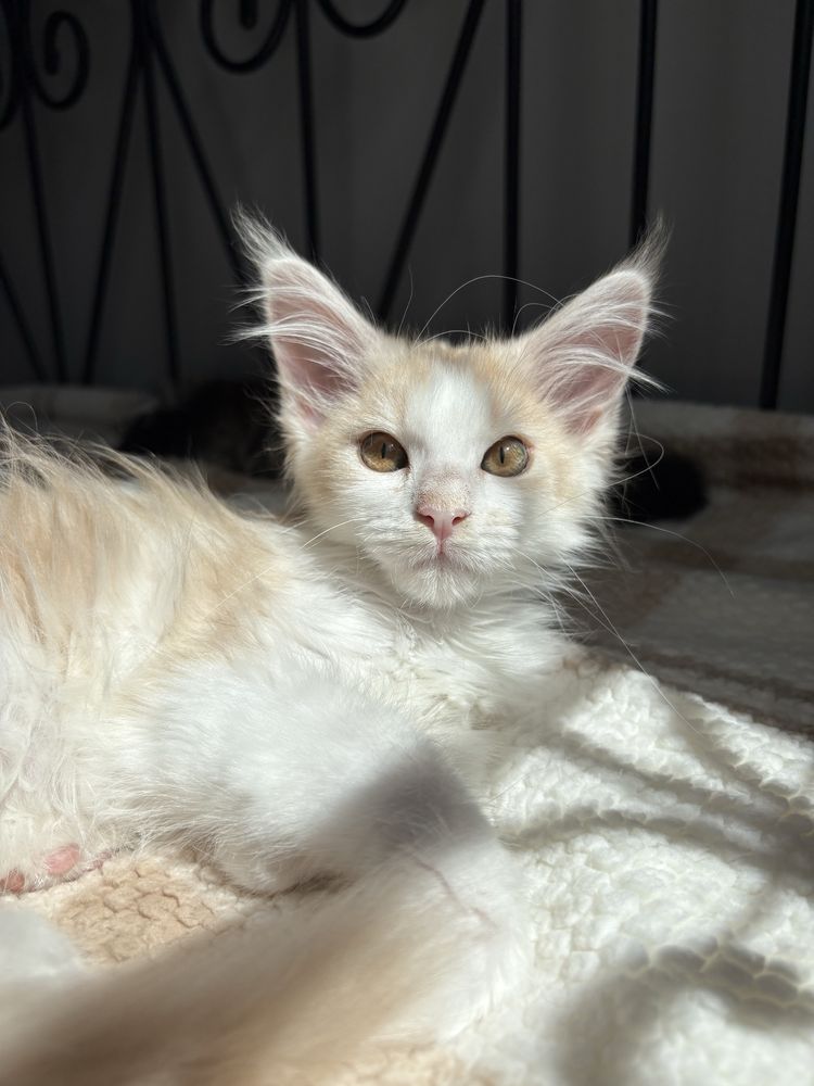 Kocurki Maine Coon