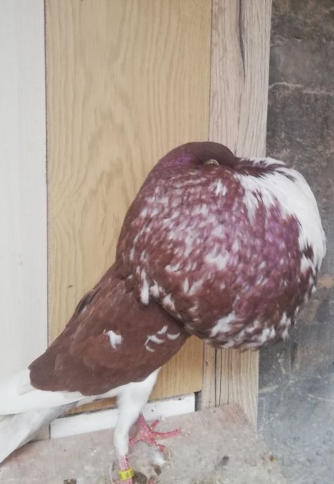 Garlacz garlacze z Norwich