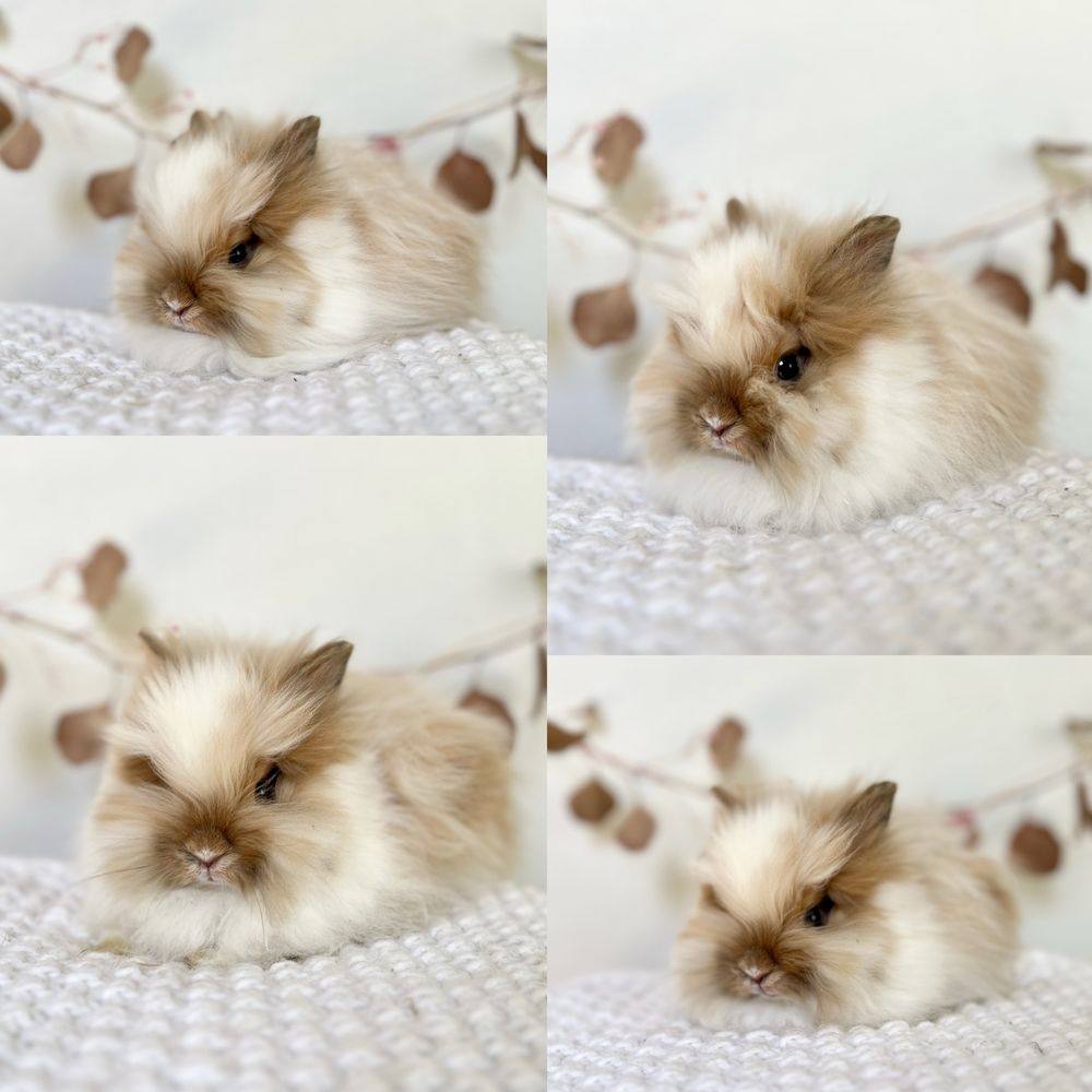 Króliczki Karzełki Teddy waga 800gram-1kg Mini lop Gotowe do odbioru