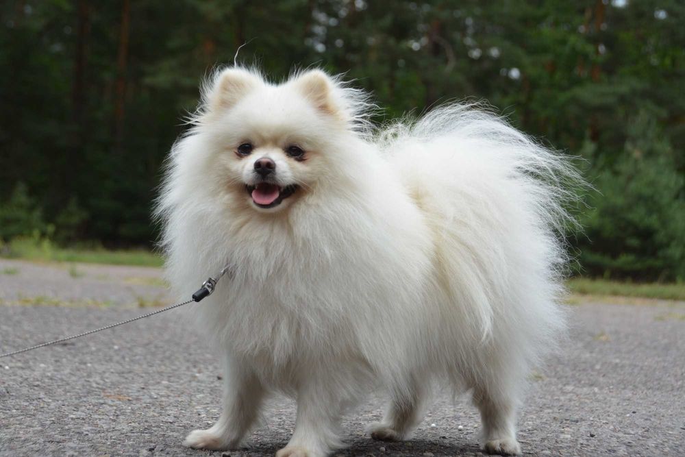 Pomeranian biała suczka