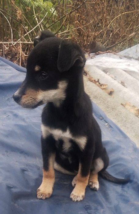 Красуня шукає домівку!