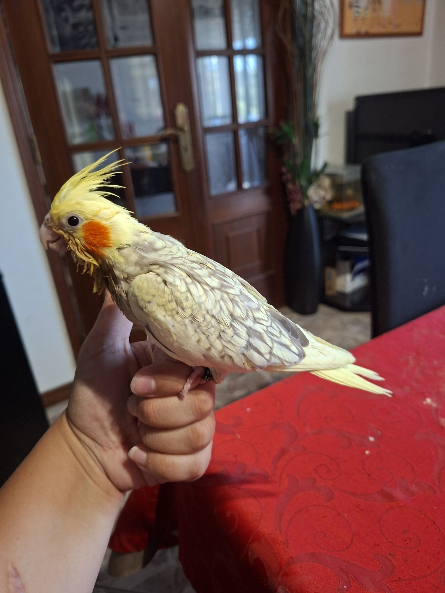 Caturras domesticadas